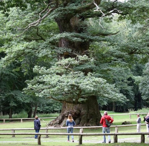 eichen ivenack 1