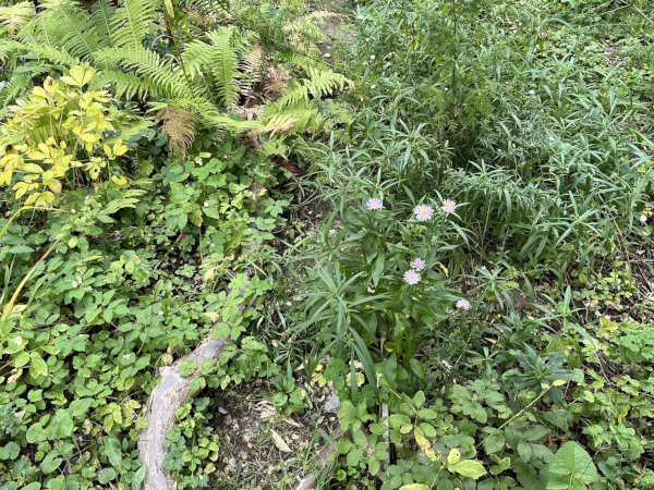 cafe botanico buntes Wildblumen- und Kräuterbild