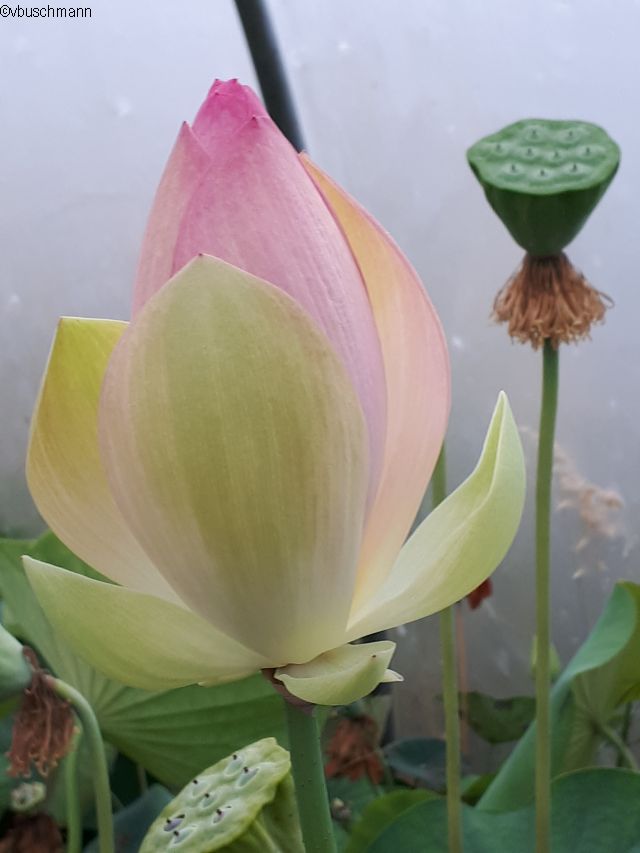 Lotus