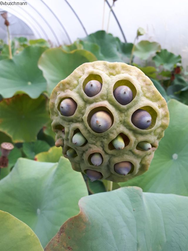 Lotusstempel