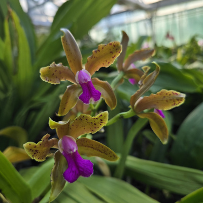 cattleya bicolor punctata