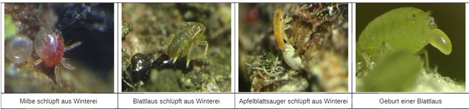 mord im apfelbaum 1