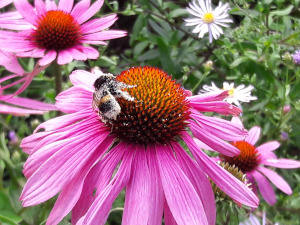sonnenhut hummel