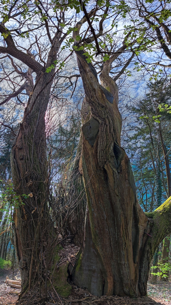 Castanea sativa ID 11084 20.03.2026