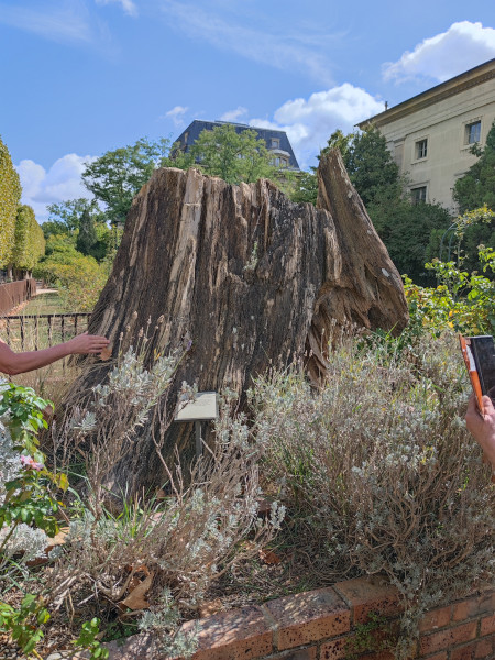 JardinPlantes fossiler Zypresse