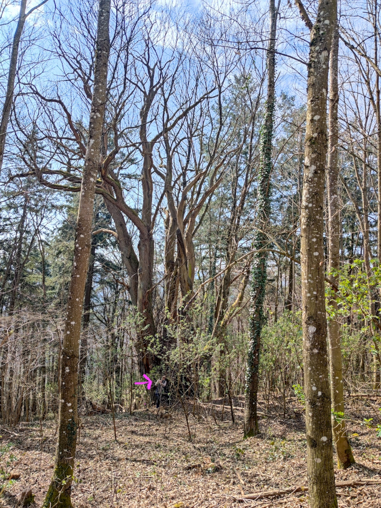 Maronenbaum mit Beatrix Peters