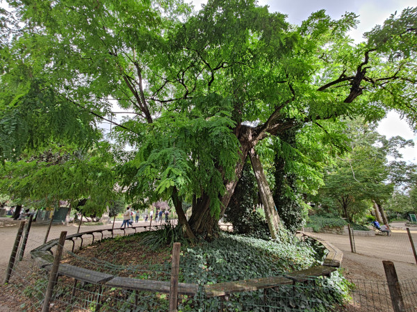 Robinie paris 2025 1